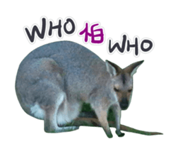 235591997