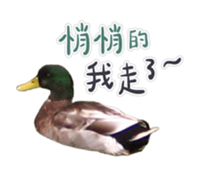 235592013