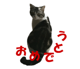 23577239