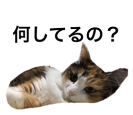 236501556