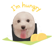 236686586