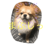 237090221