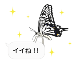 23774202