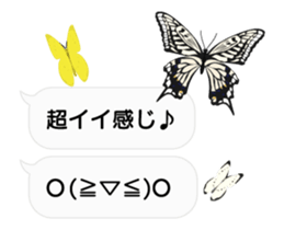 23774203