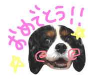 23801135