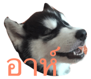 23822029