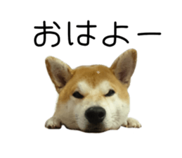 23859400
