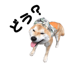 23859406