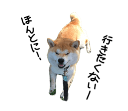 23859409