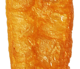 238629616