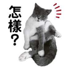 238711385