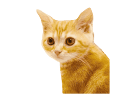 238789970