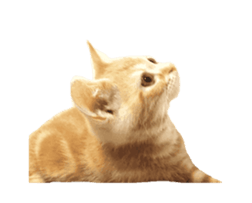238789972
