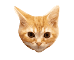 238789974