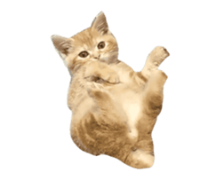 238789987