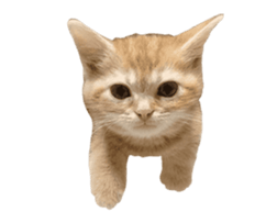 238789989