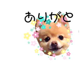 239755043