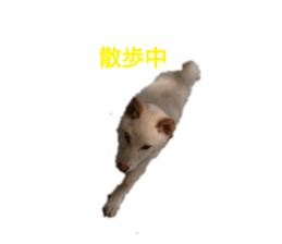 240058163