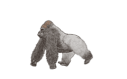 240061743