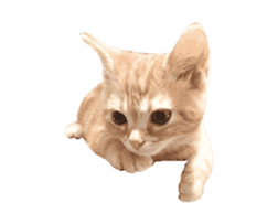 240425121