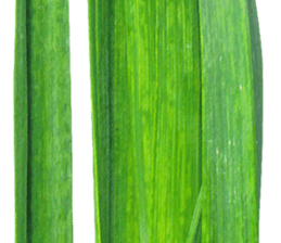 240579318
