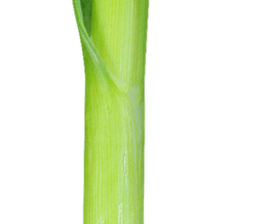 240579334