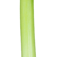 240579335