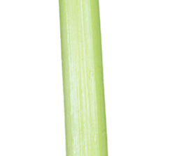 240579339