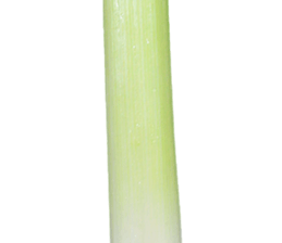 240579343