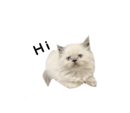241169159