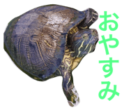 241654165