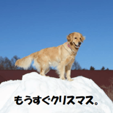24262771