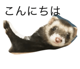 24356153