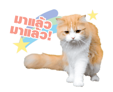 เค้าเรียกผมว่าแมว ดุ๊กดิ๊กร้องเมี๊ยว รูปที่ 13