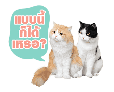 เค้าเรียกผมว่าแมว ดุ๊กดิ๊กร้องเมี๊ยว รูปที่ 21