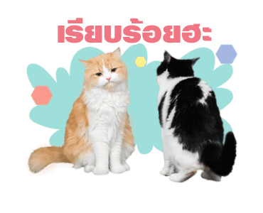 เค้าเรียกผมว่าแมว ดุ๊กดิ๊กร้องเมี๊ยว รูปที่ 22