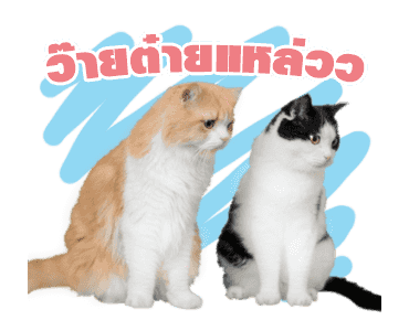เค้าเรียกผมว่าแมว ดุ๊กดิ๊กร้องเมี๊ยว รูปที่ 24