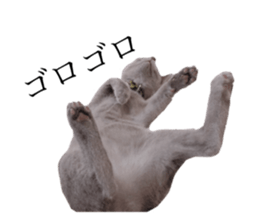 243822331