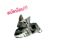 24393683