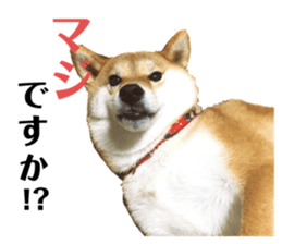 244135416