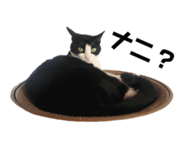 244483126
