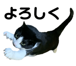 244483137