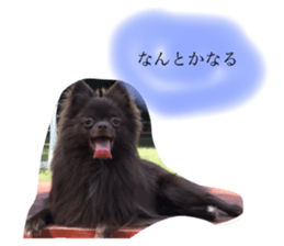 24523235