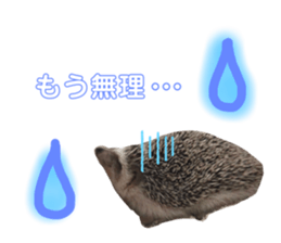 245507061