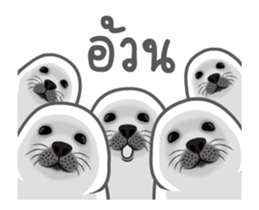 24556043