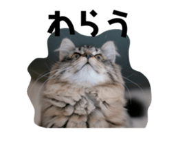 245584333