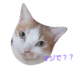 245711646