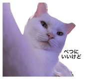 245823363