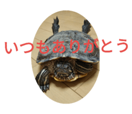 246587419