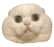 247257438